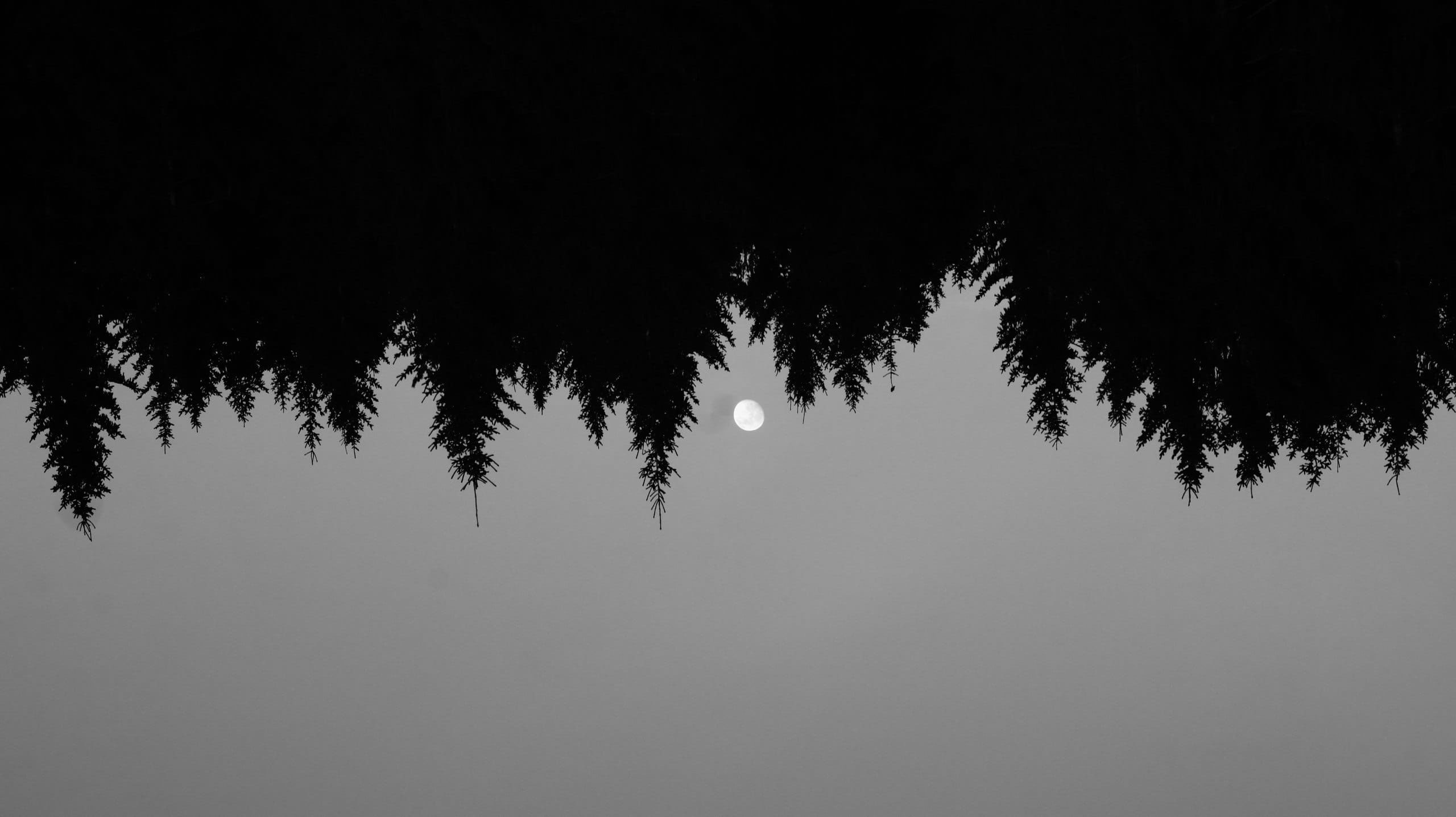 Wallpaper Trees, Nature, Forest, Moon, Bw, Minimal