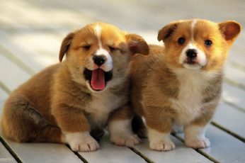Wallpaper Two Brown And White Short Coat Puppies, Animals