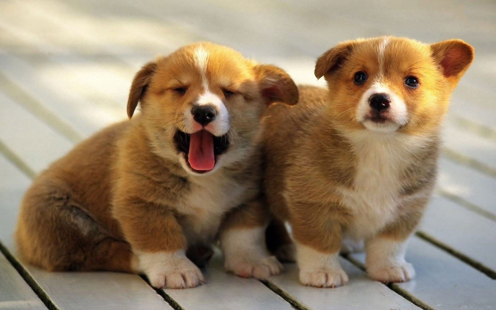 Wallpaper Two Brown And White Short Coat Puppies, Animals