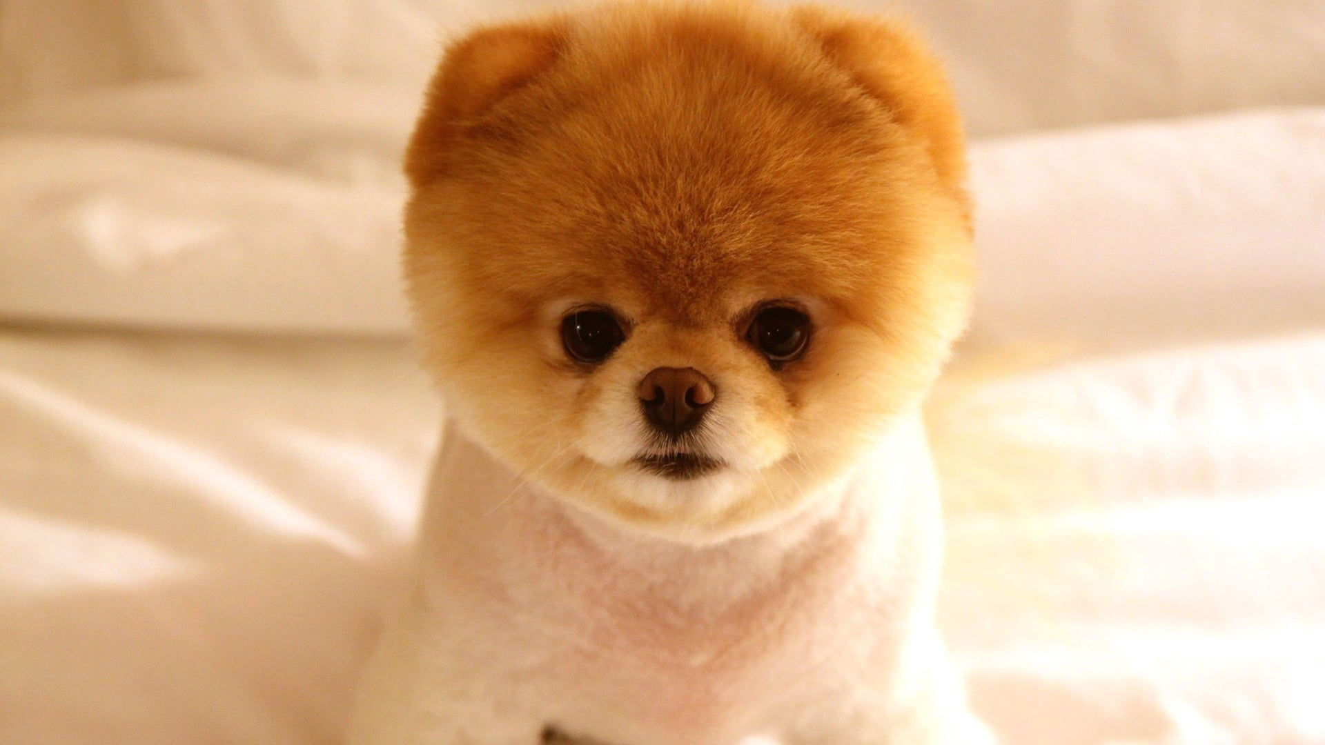 Wallpaper White And Brown Teacup Pomeranian, Puppy