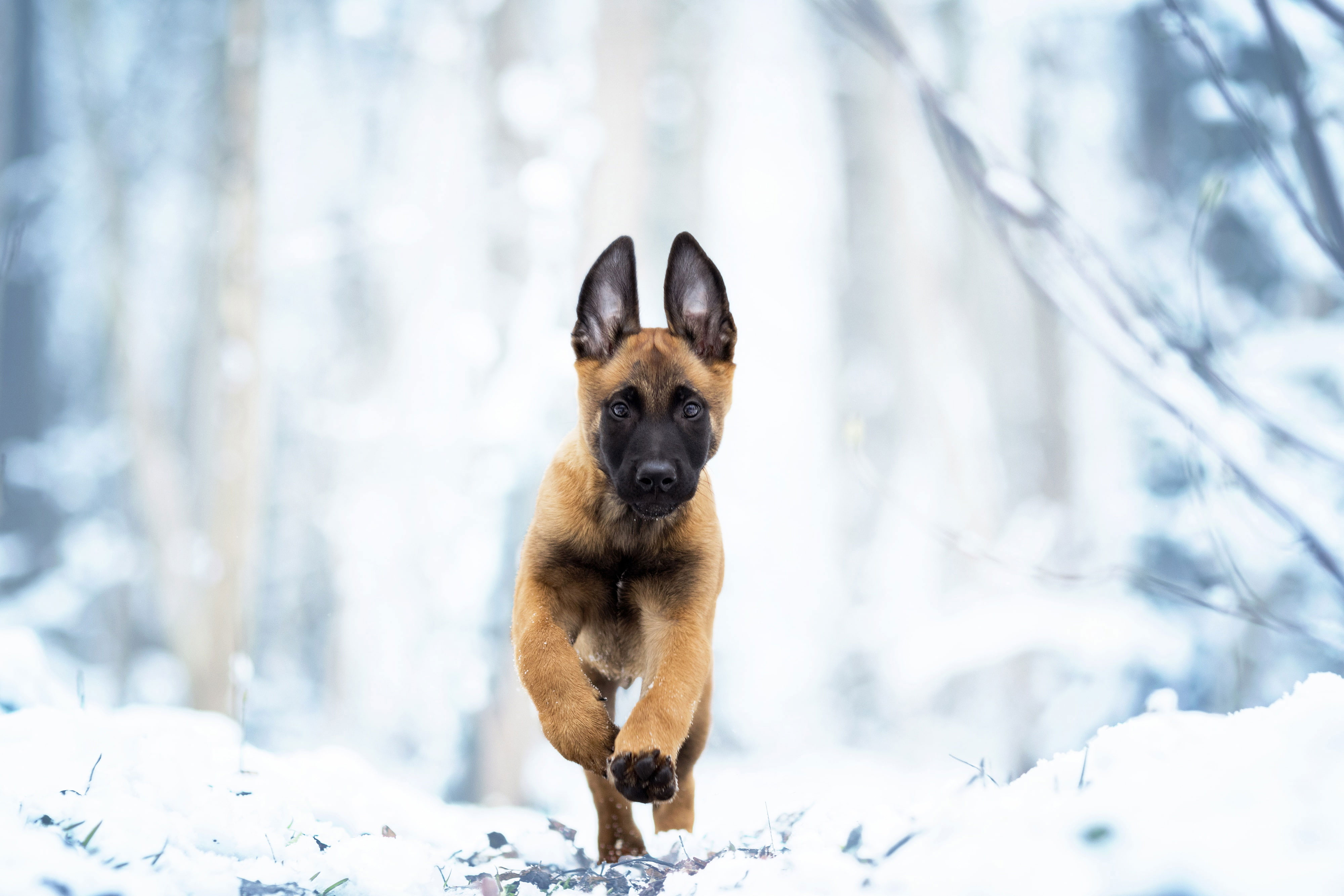 Wallpaper Winter, Snow, Dog, Puppy, Walk, Belgian Malinois, Belgian Malinois, Animal