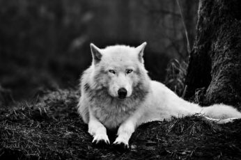 Wallpaper Wolf, Alaskan Tundra Wolf, White Wolf, Black White