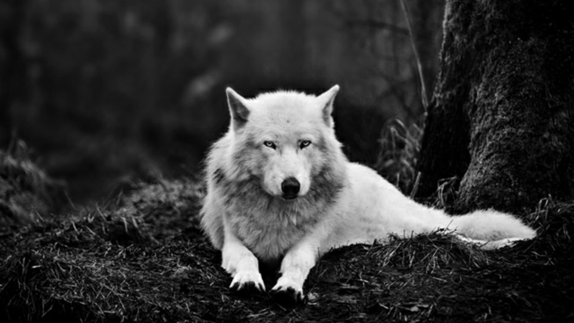 Wallpaper Wolf, Alaskan Tundra Wolf, White Wolf, Black White