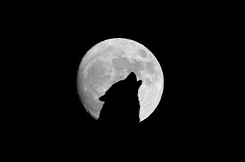 Wallpaper Wolf And Full Moon, Howl, Bw, Silhouette, Night