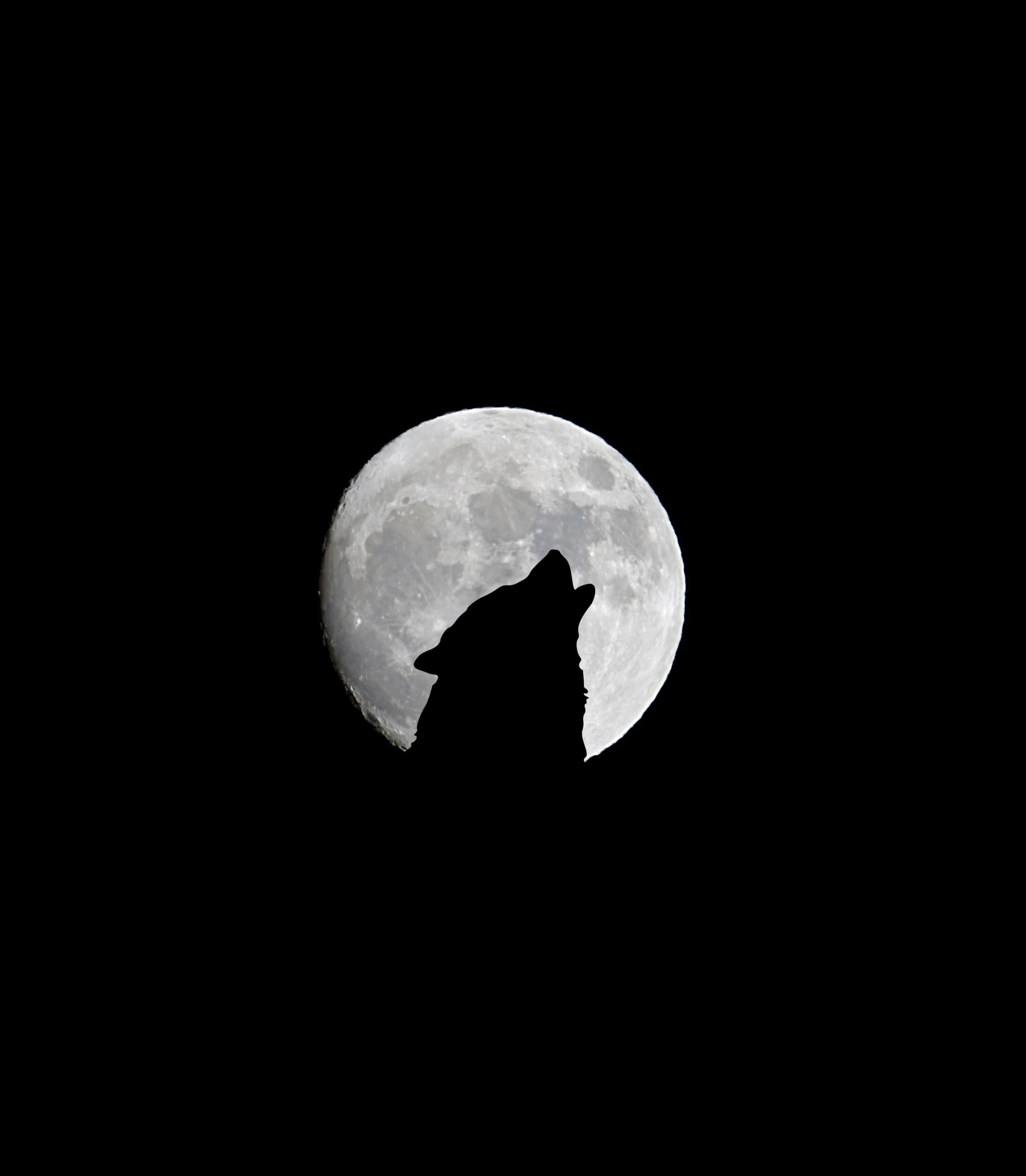 Wallpaper Wolf And Full Moon, Howl, Bw, Silhouette, Night, bw, Dark