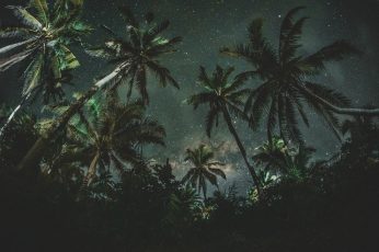 Wallpaper Coconut Trees, Nature, Starry Night, Palm Trees