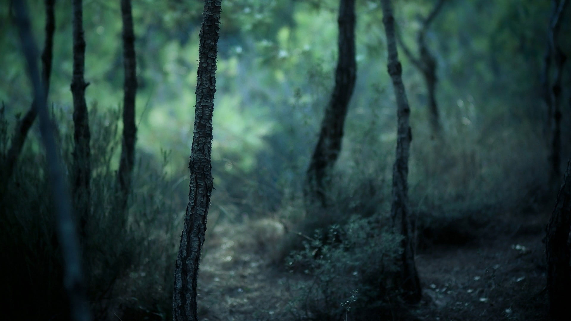 Wallpaper Forest, Dark, Nature