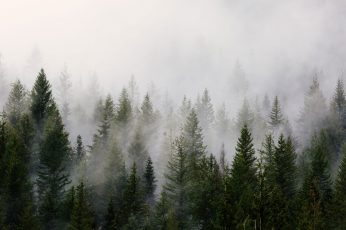Wallpaper Green Pine Trees With Fog, Pine Trees