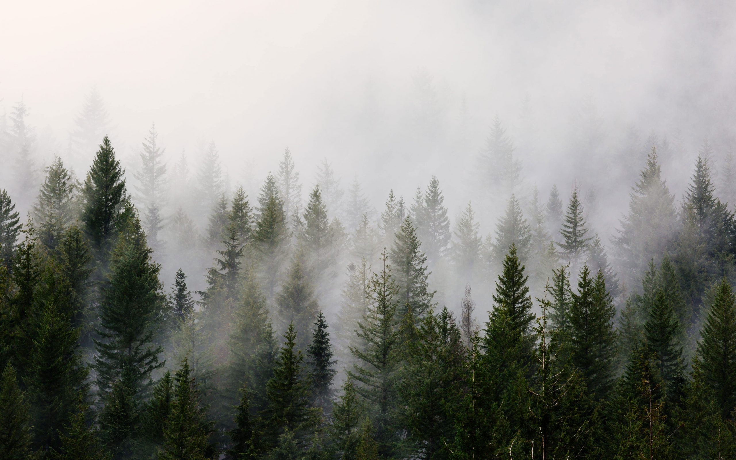 Wallpaper Green Pine Trees With Fog, Pine Trees