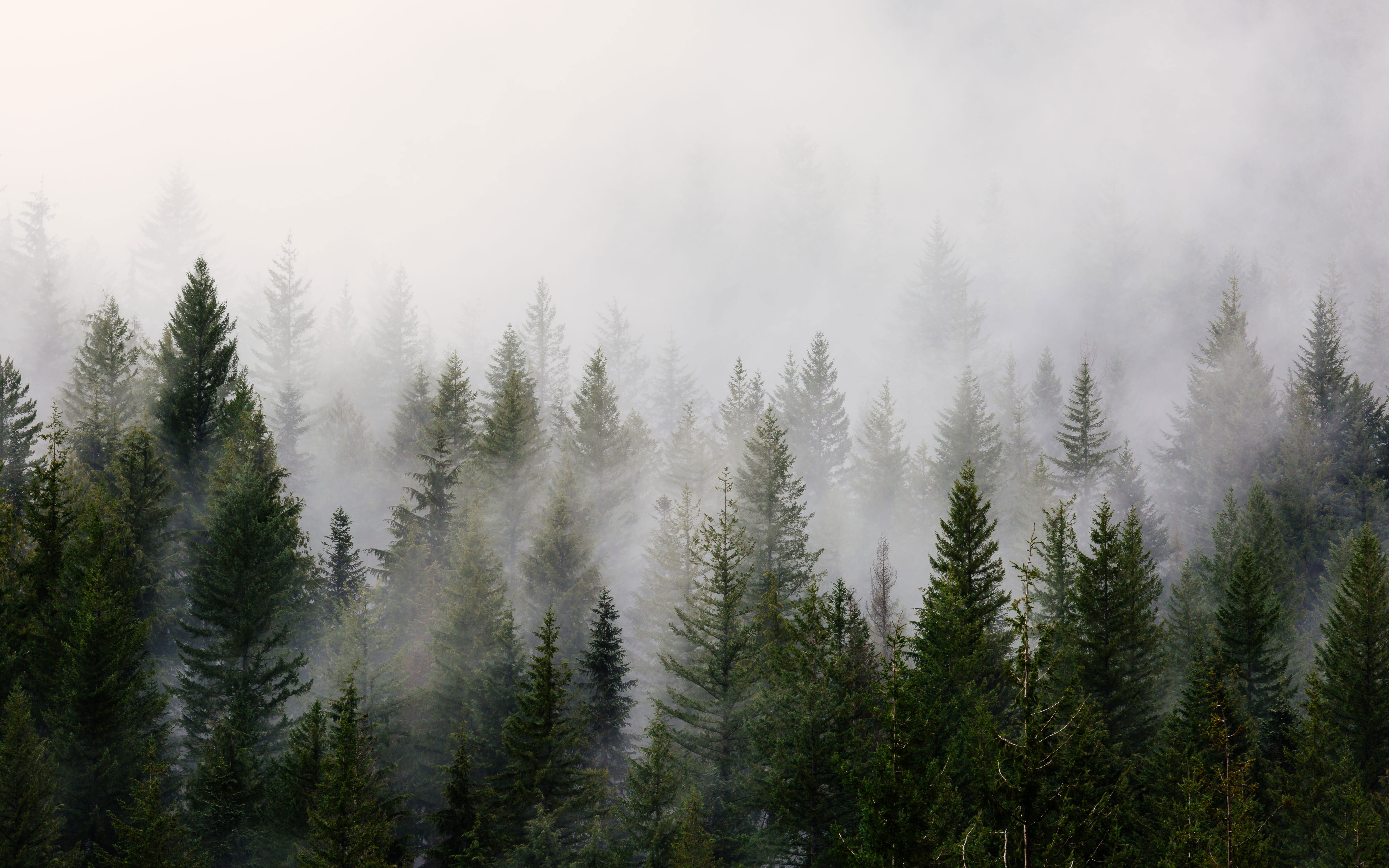 Wallpaper Green Pine Trees With Fog, Pine Trees, nature, Nature