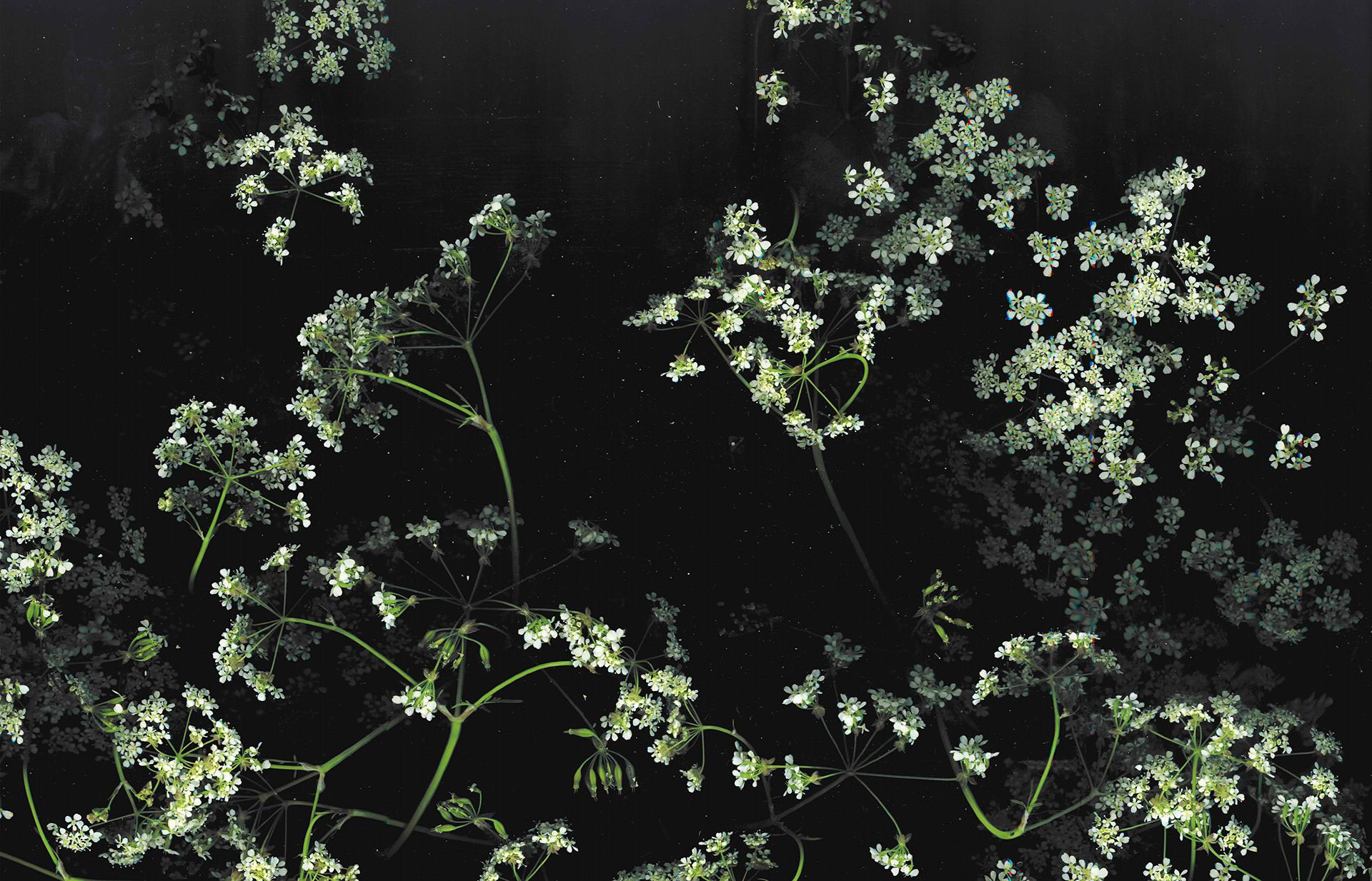 Aesthetic Black Wallpaper, Flower
