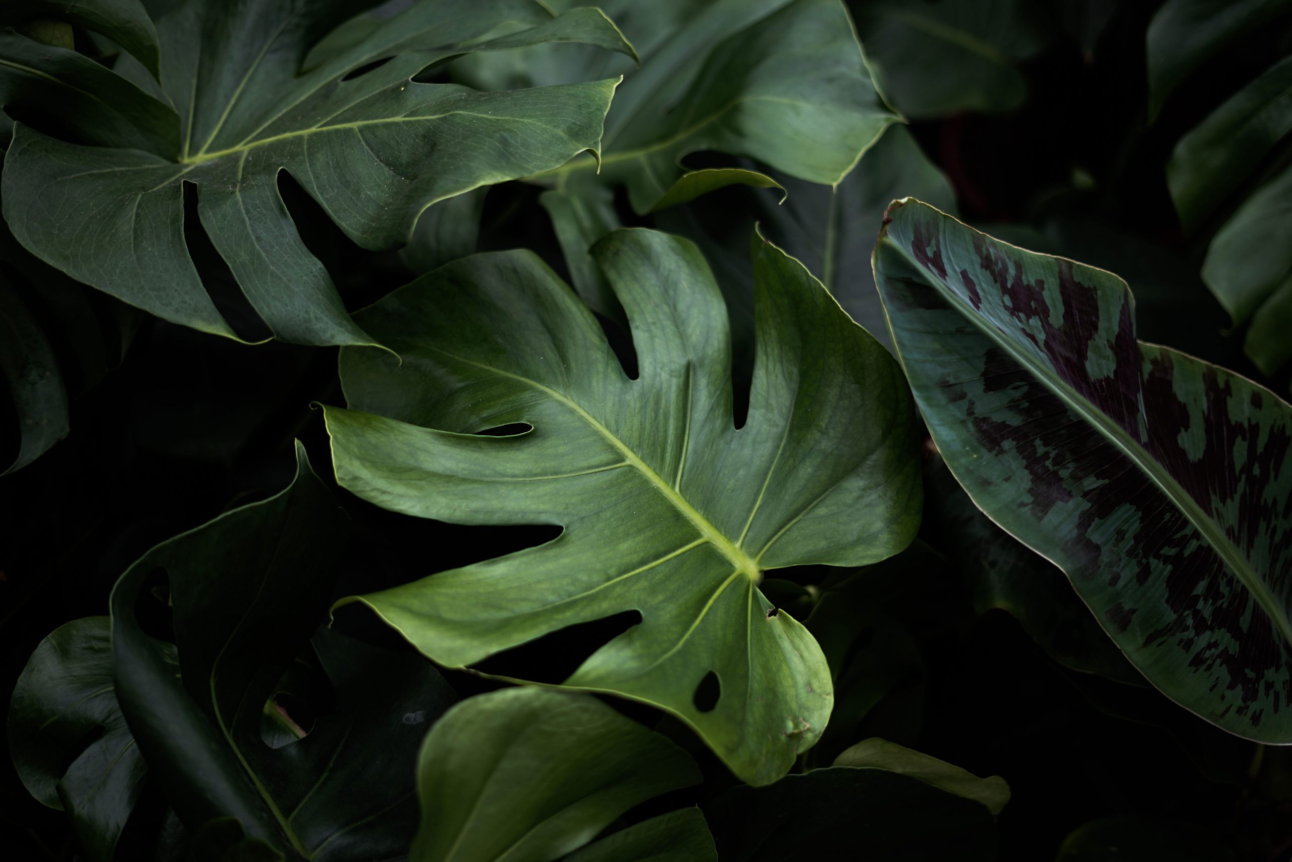 Wallpaper Closeup Photo Of Green Plants, Nature Photographe