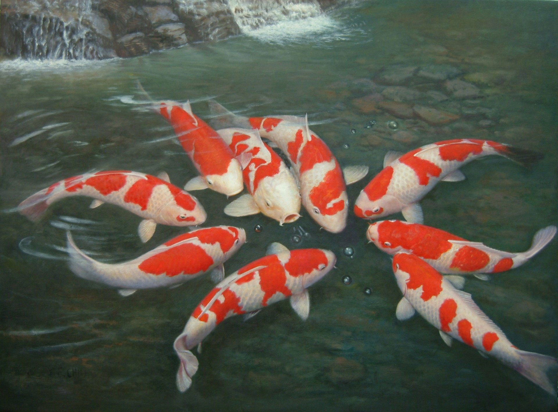 Wallpaper Fishes, Koi