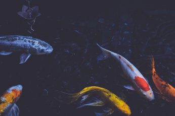 Wallpaper Flock Of Koi Fish, Photography, Pond, Water,