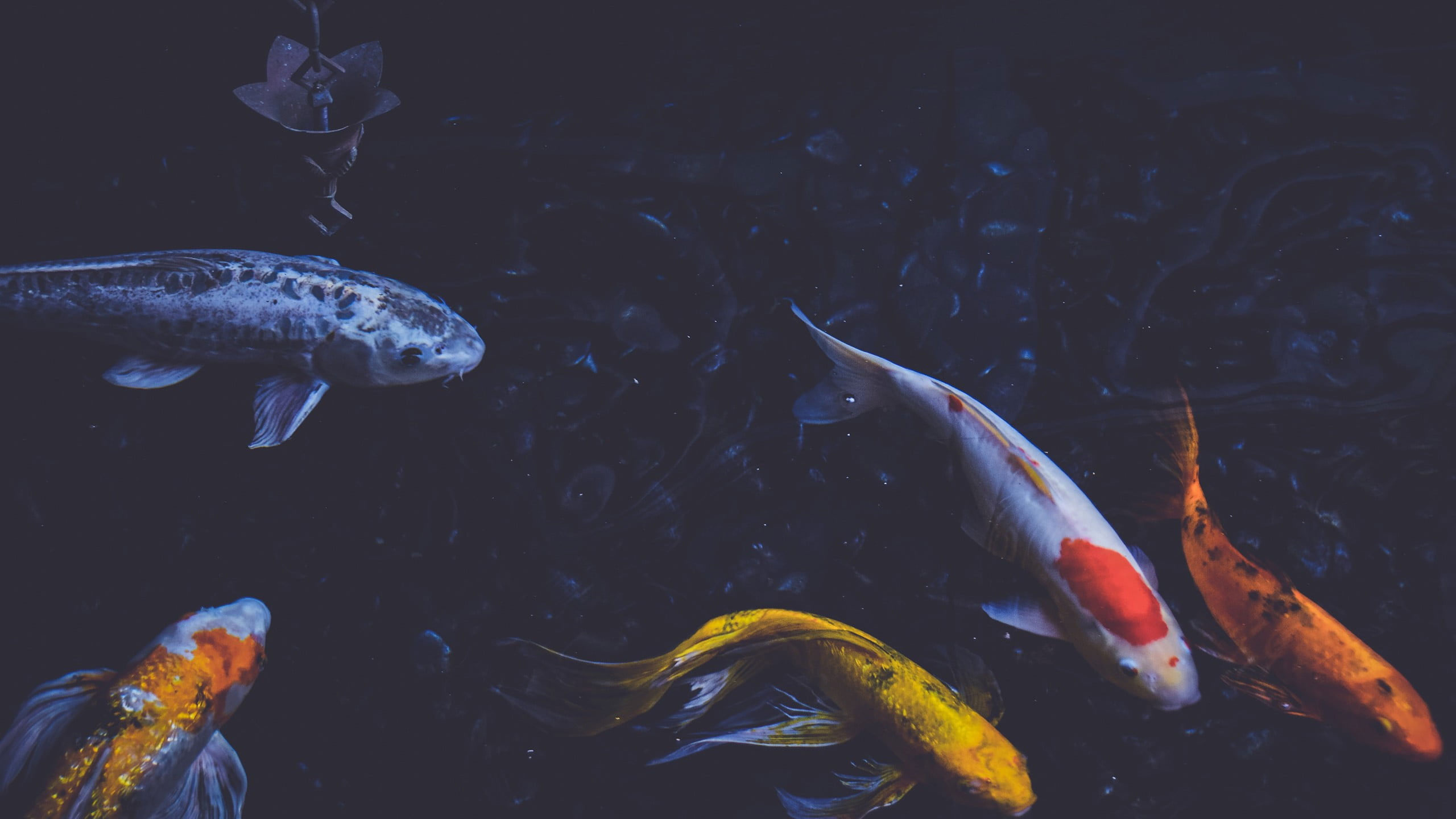 Wallpaper Flock Of Koi Fish, Photography, Pond, Water,