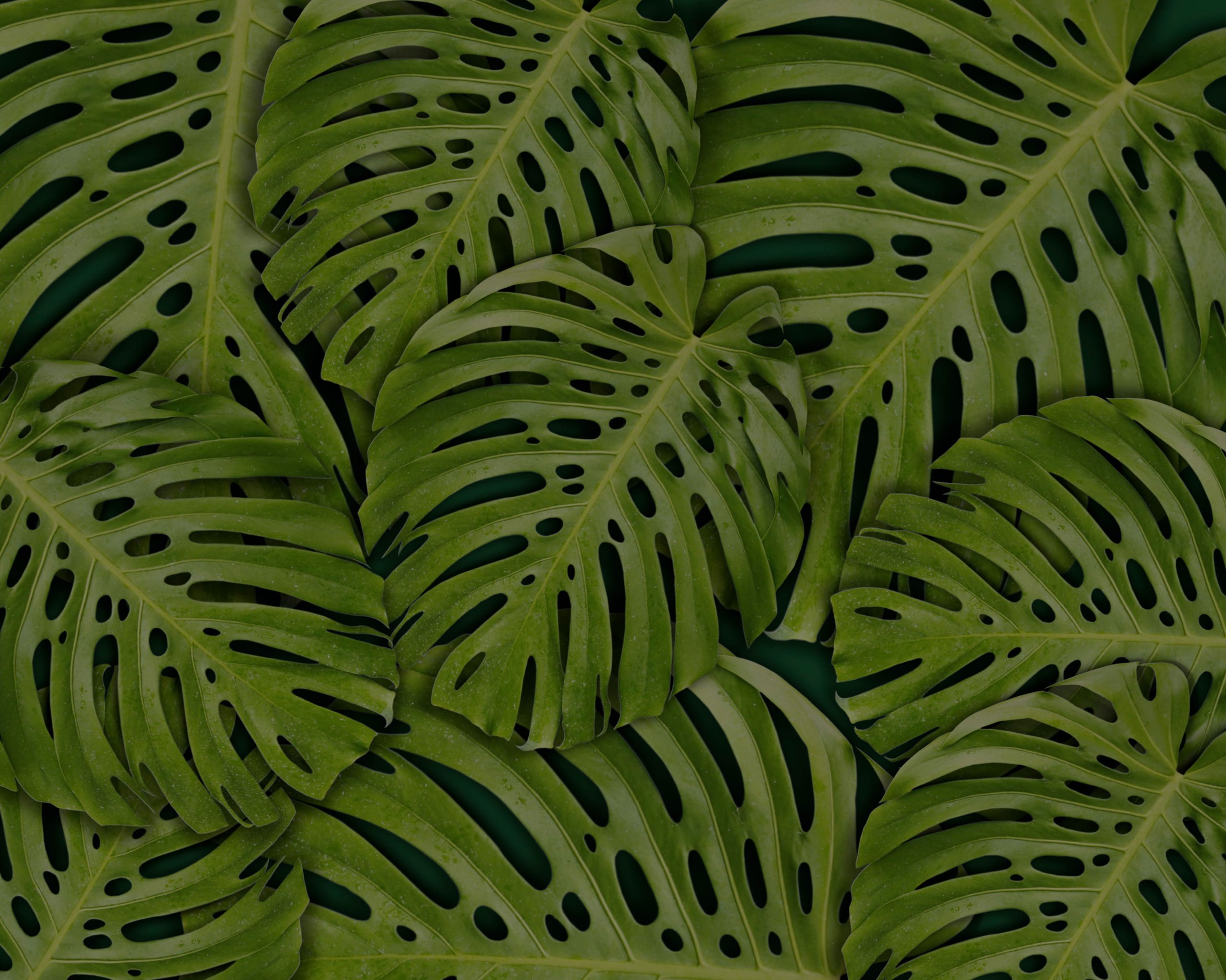 Wallpaper Full Frame Photography Of Leaves, Bright