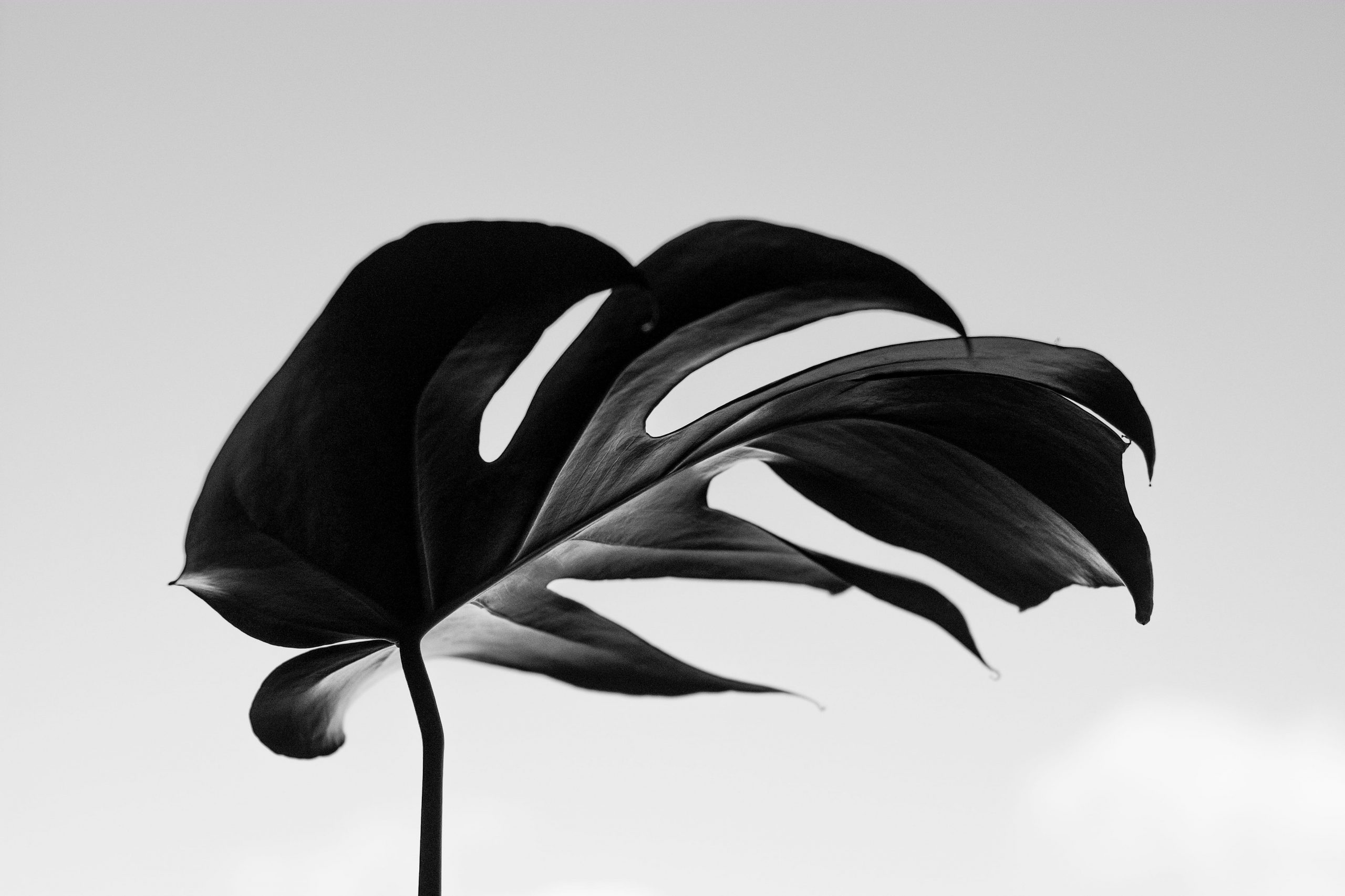 Wallpaper Grayscale Photography Of Swisscheese Leaf, Plant