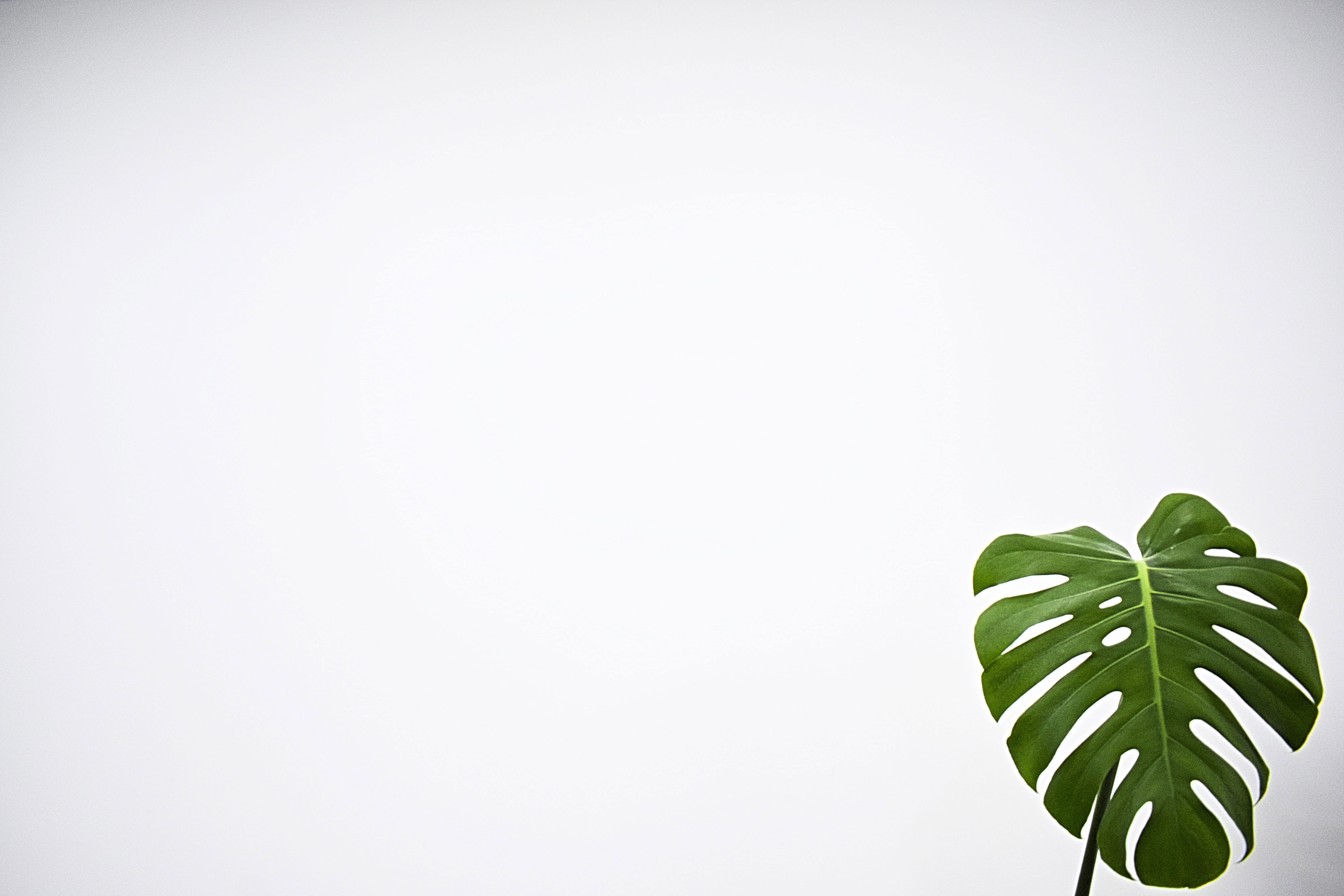 Wallpaper Green Leaf With White Background, Plant, Fern, fern, Nature