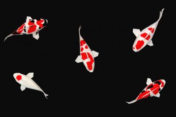Wallpaper Koi Fishes