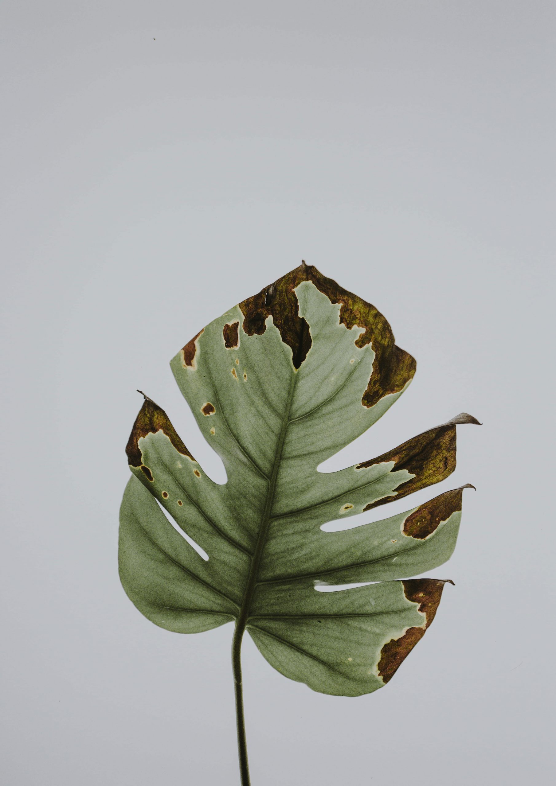 Wallpaper Photo Of Green Leaf, Withered Green Philodendron
