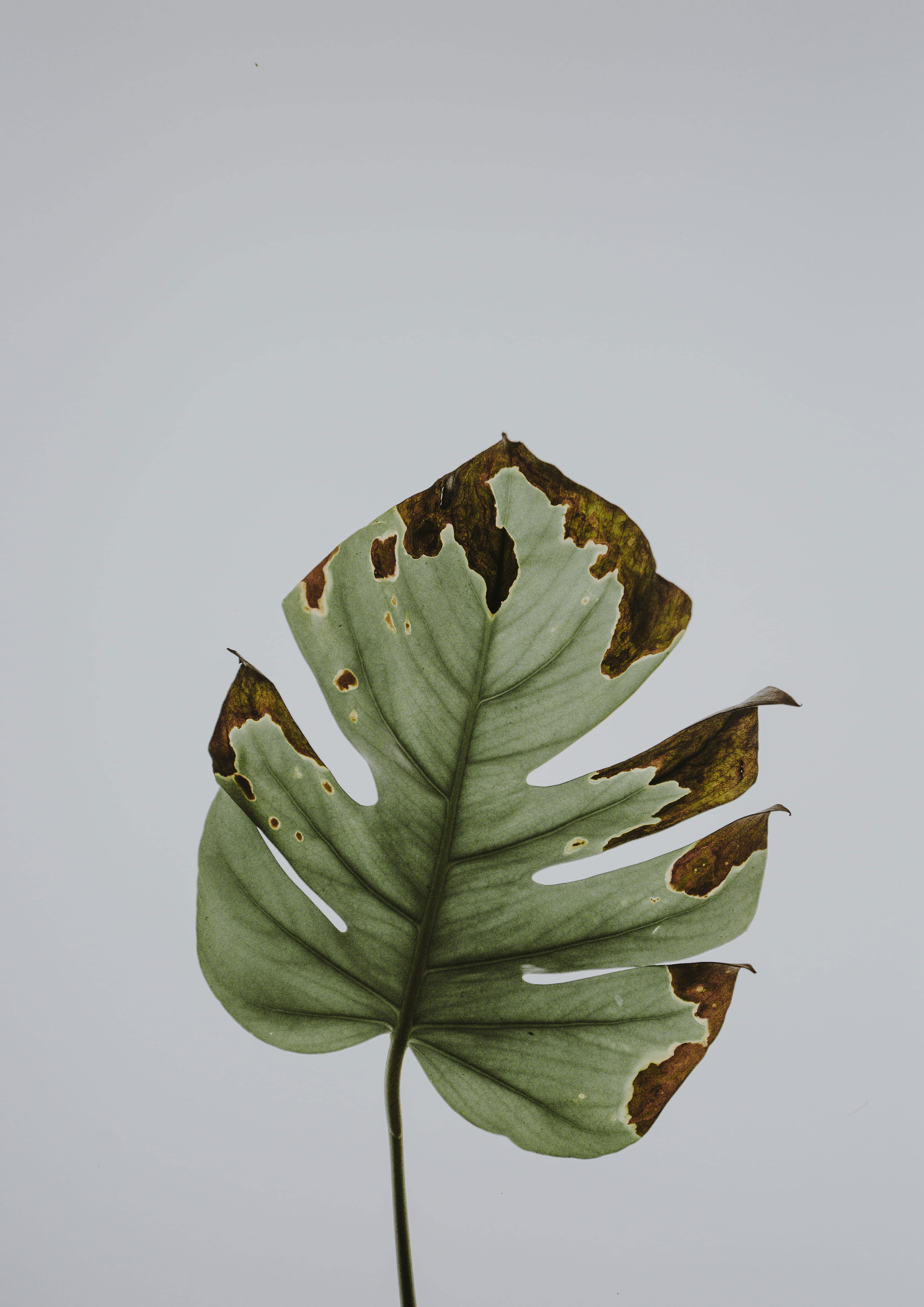 Wallpaper Photo Of Green Leaf, Withered Green Philodendron, Minimal, Minimalist
