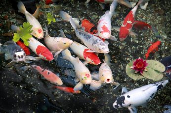 Wallpaper School Of Koi Fish, Nature, Lily, Group Of Animal