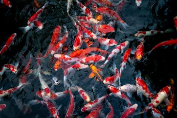 Wallpaper Shoal Of Orange Koi, Fish, Pond