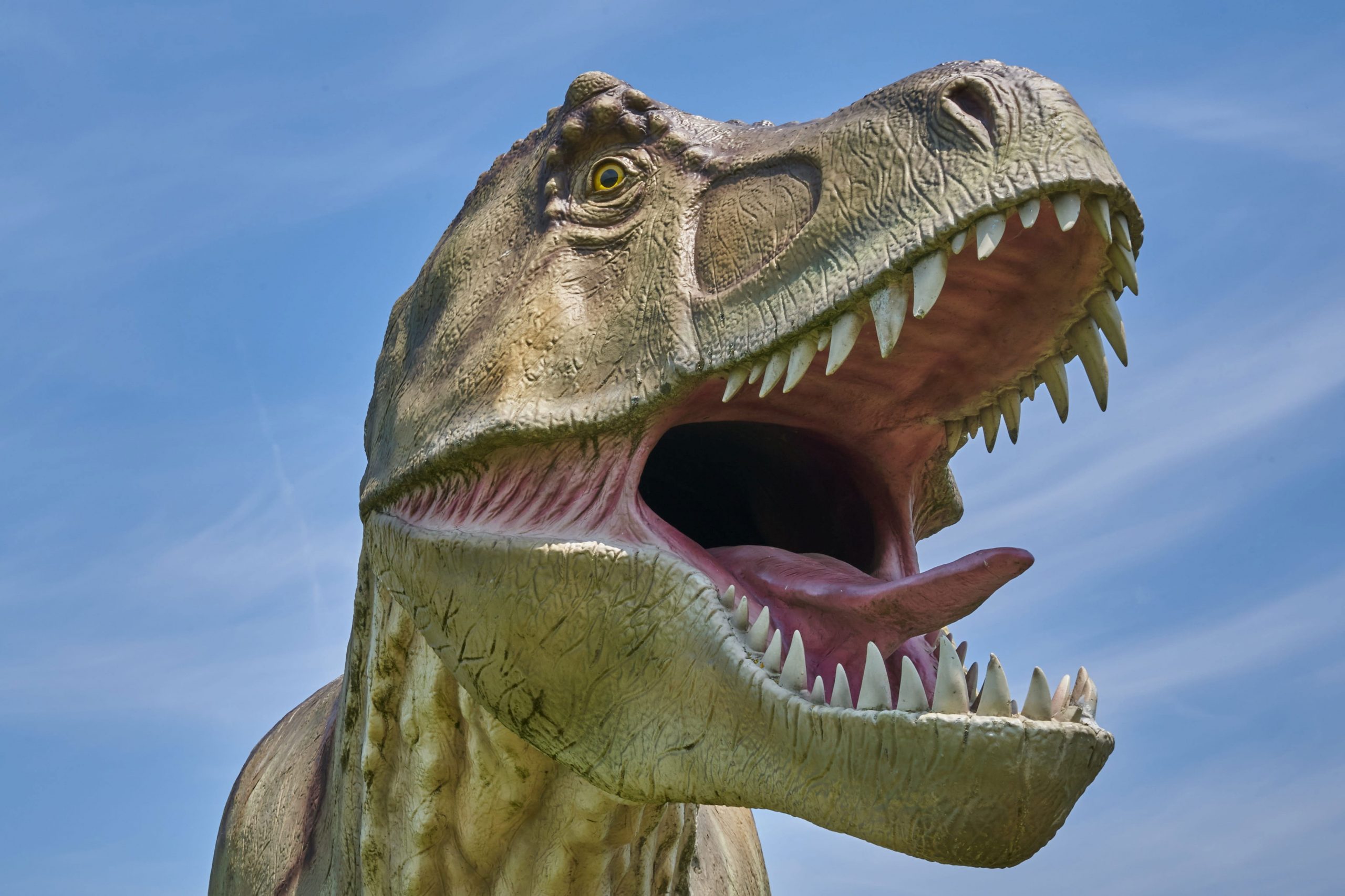 Wallpaper T Rex, Dinosaur, Model, Reptile, Extinct
