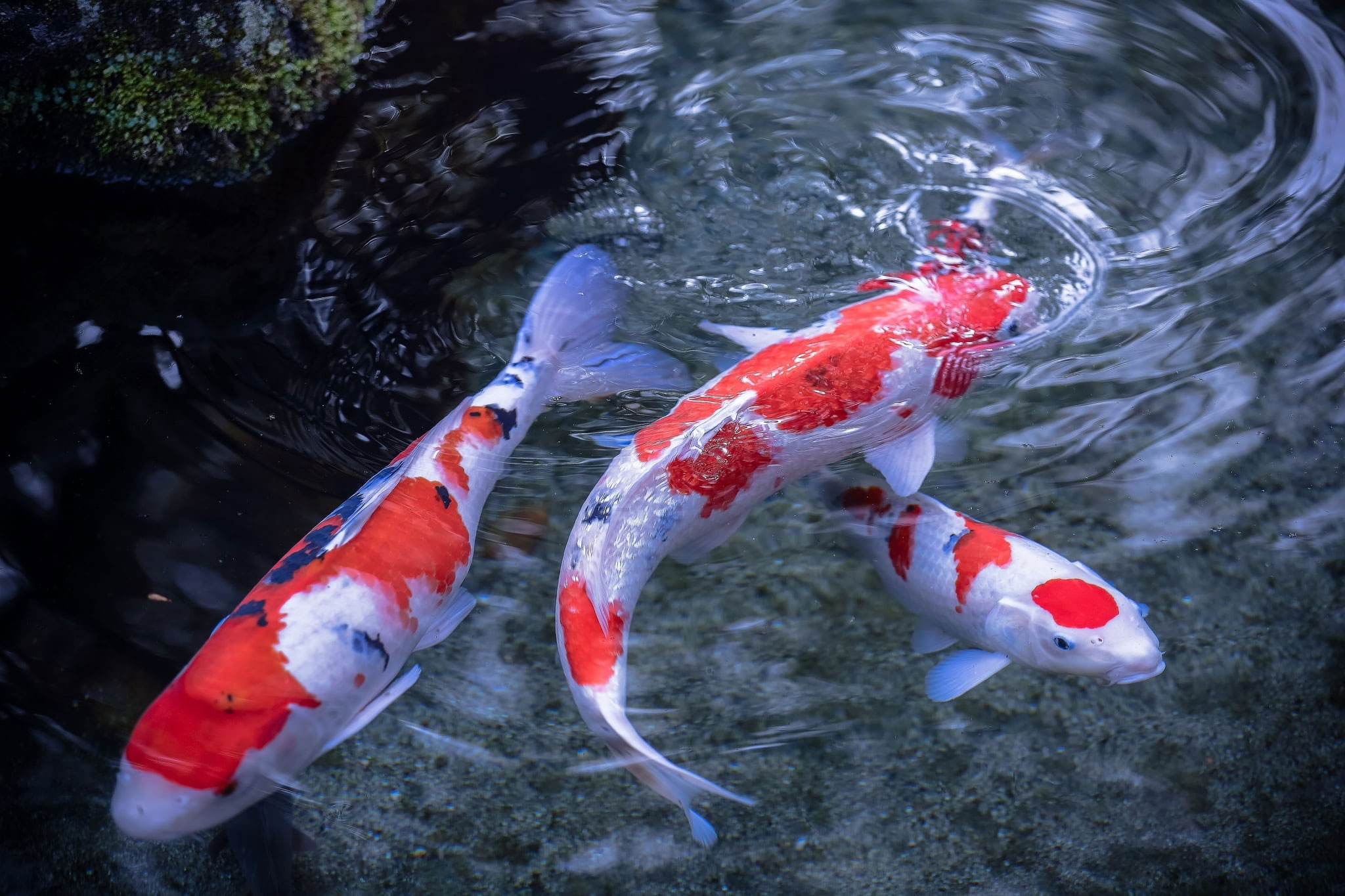 Wallpaper Three Red And White Koi Fishes, Water, Japanese