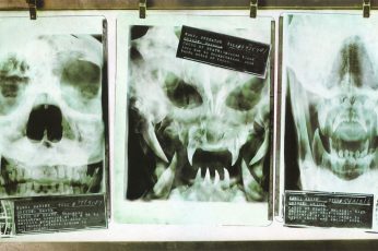 Wallpaper X Ray Result, Alien Vs Predator