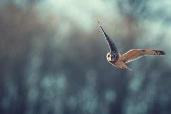 Wallpaper Birds, Animals, Bird Of Prey, Owl