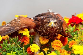 Wallpaper Birds, Eagle, Marigolds, Flowers
