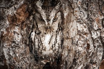 Wallpaper Brown Great Horned Owl, Animals