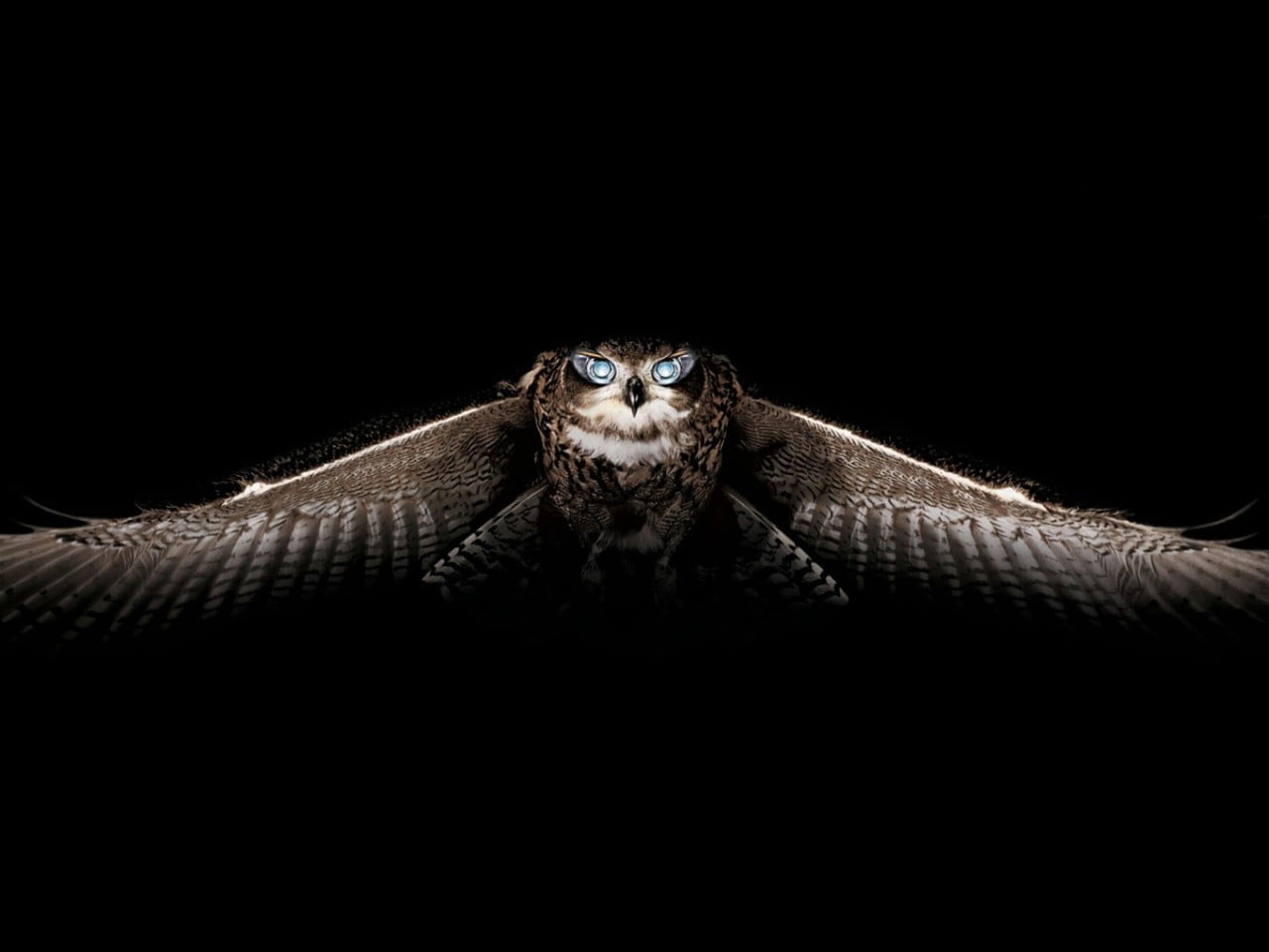 Brown Owl Wallpaper, Birds, Animals