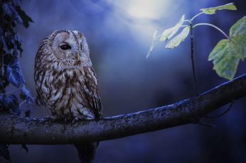 Wallpaper Cute, Owl, Night, Branch, Leaves