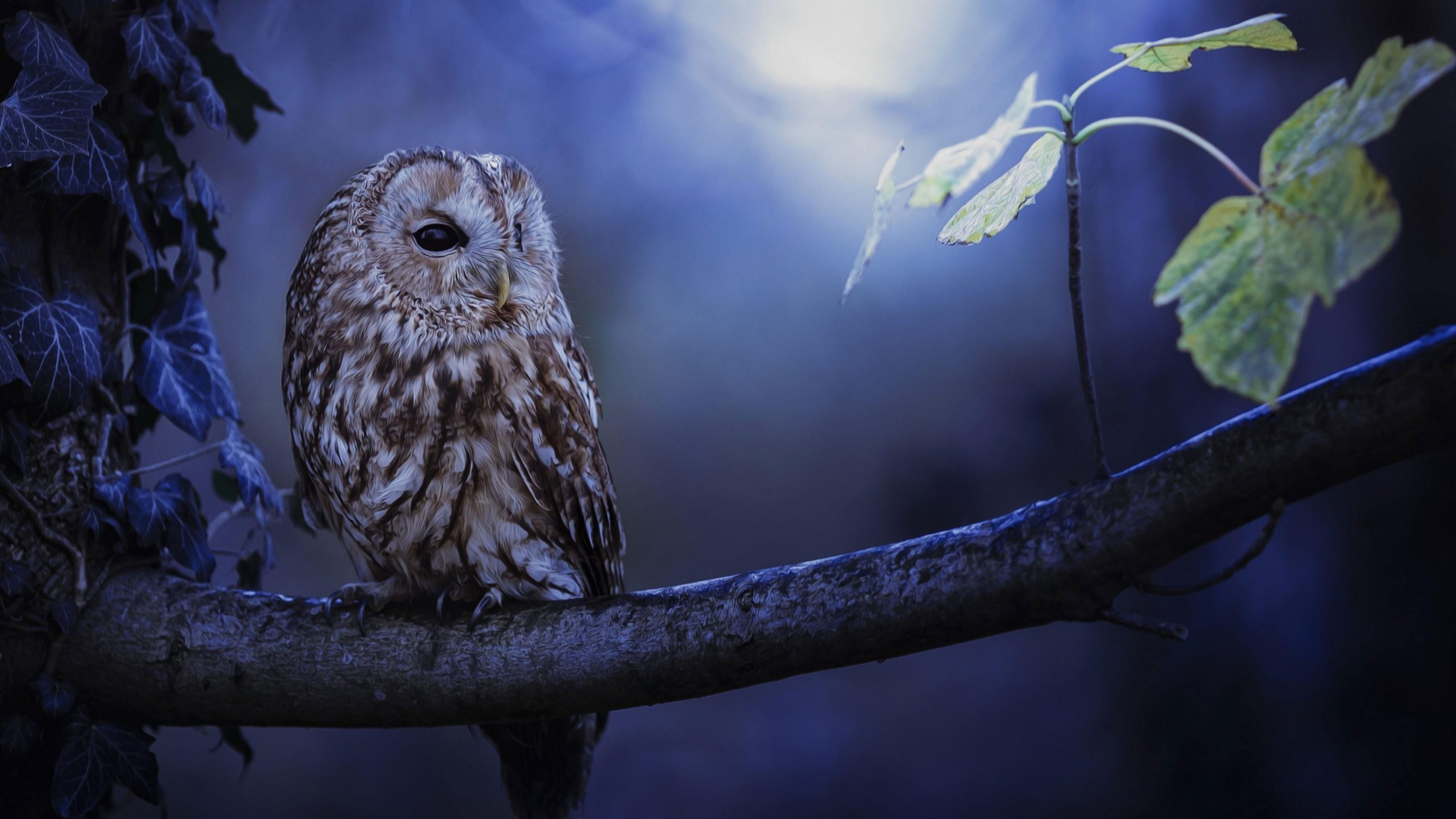 Wallpaper Cute, Owl, Night, Branch, Leaves