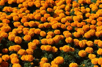 Wallpaper Flowers, Orange, Marigold, Garden