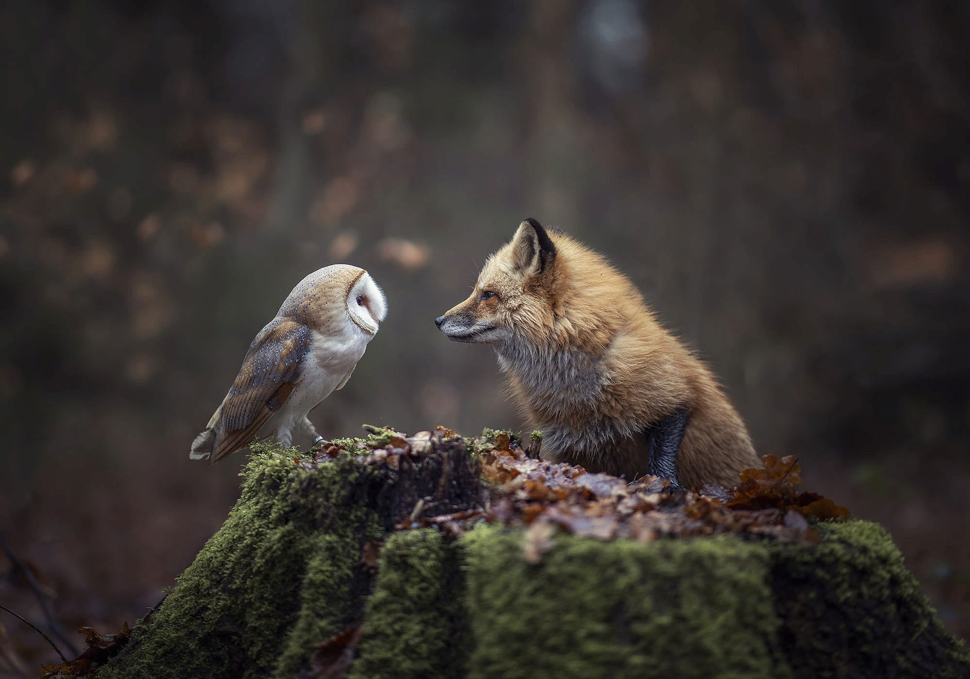 Wallpaper Fox, Owl, Animals, Forest