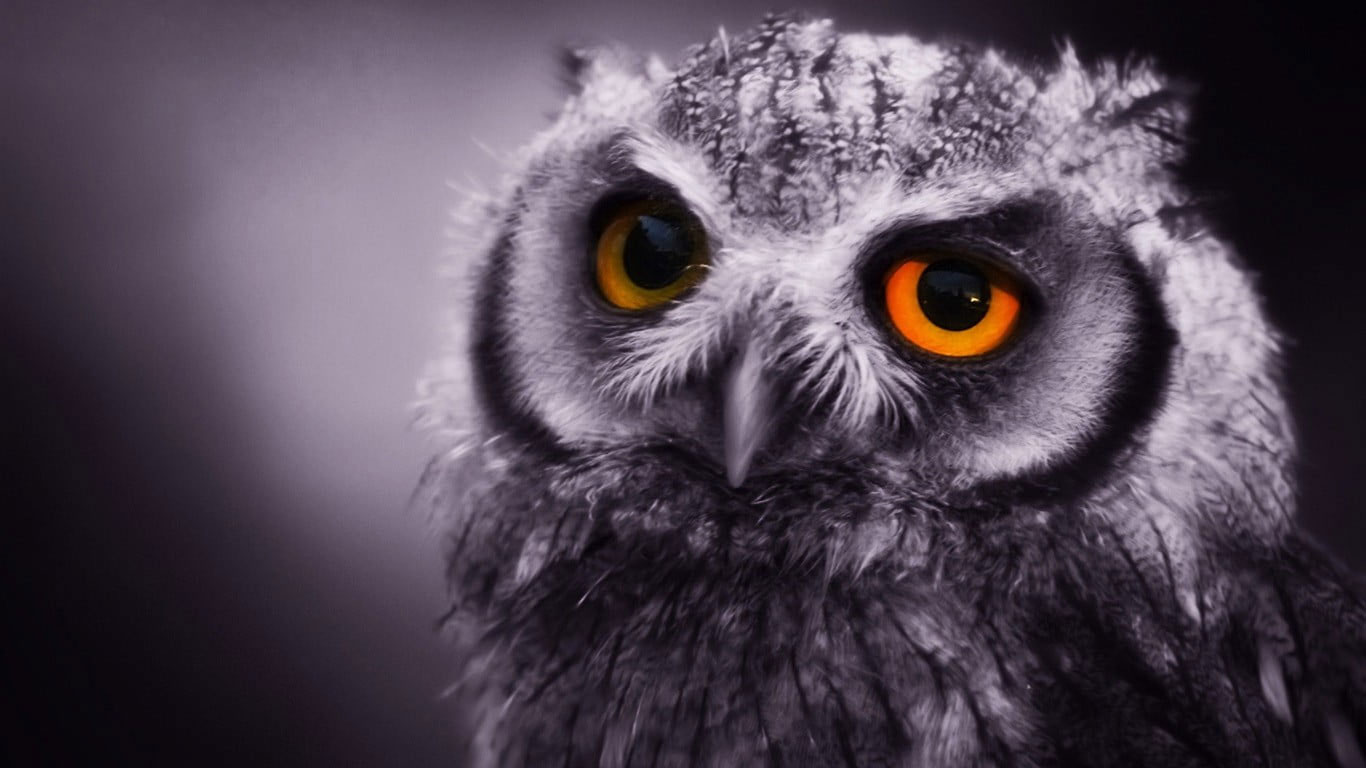 Wallpaper Gray Owl, Animals, Birds, One Animal