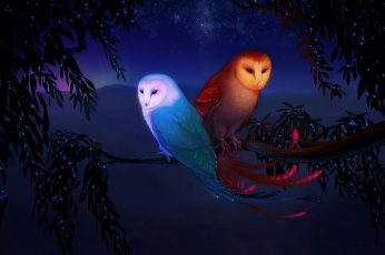 Wallpaper Illustration Of Two Owls, Night, Birds
