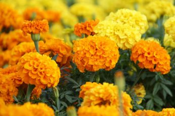 Wallpaper Marigolds, Orange And Yellow