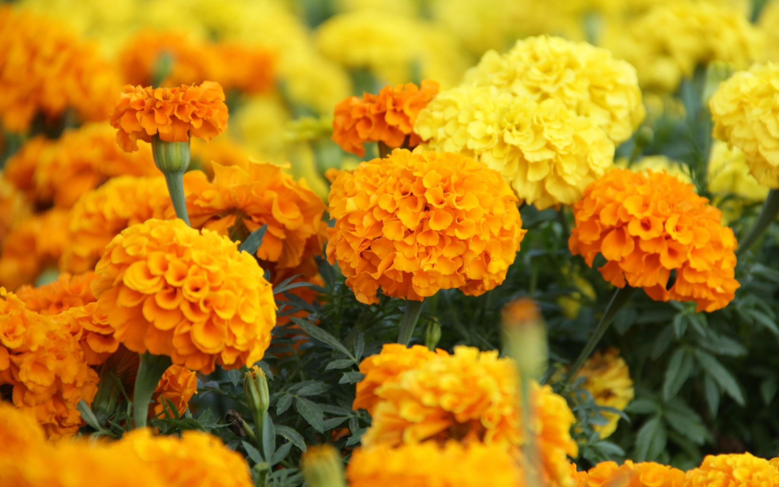 Wallpaper Marigolds, Orange And Yellow