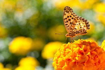 Wallpaper Nature, Butterfly, Marigolds, Insect