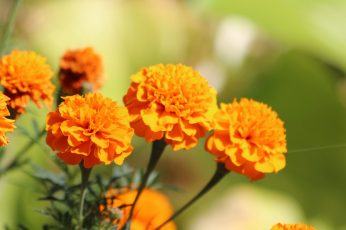 Wallpaper Orange Flowers, Yellow Flowers, Nature