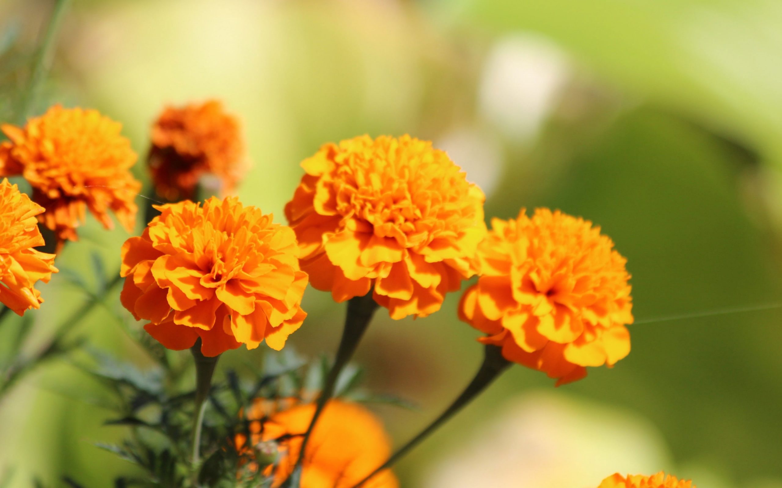 Wallpaper Orange Flowers, Yellow Flowers, Nature