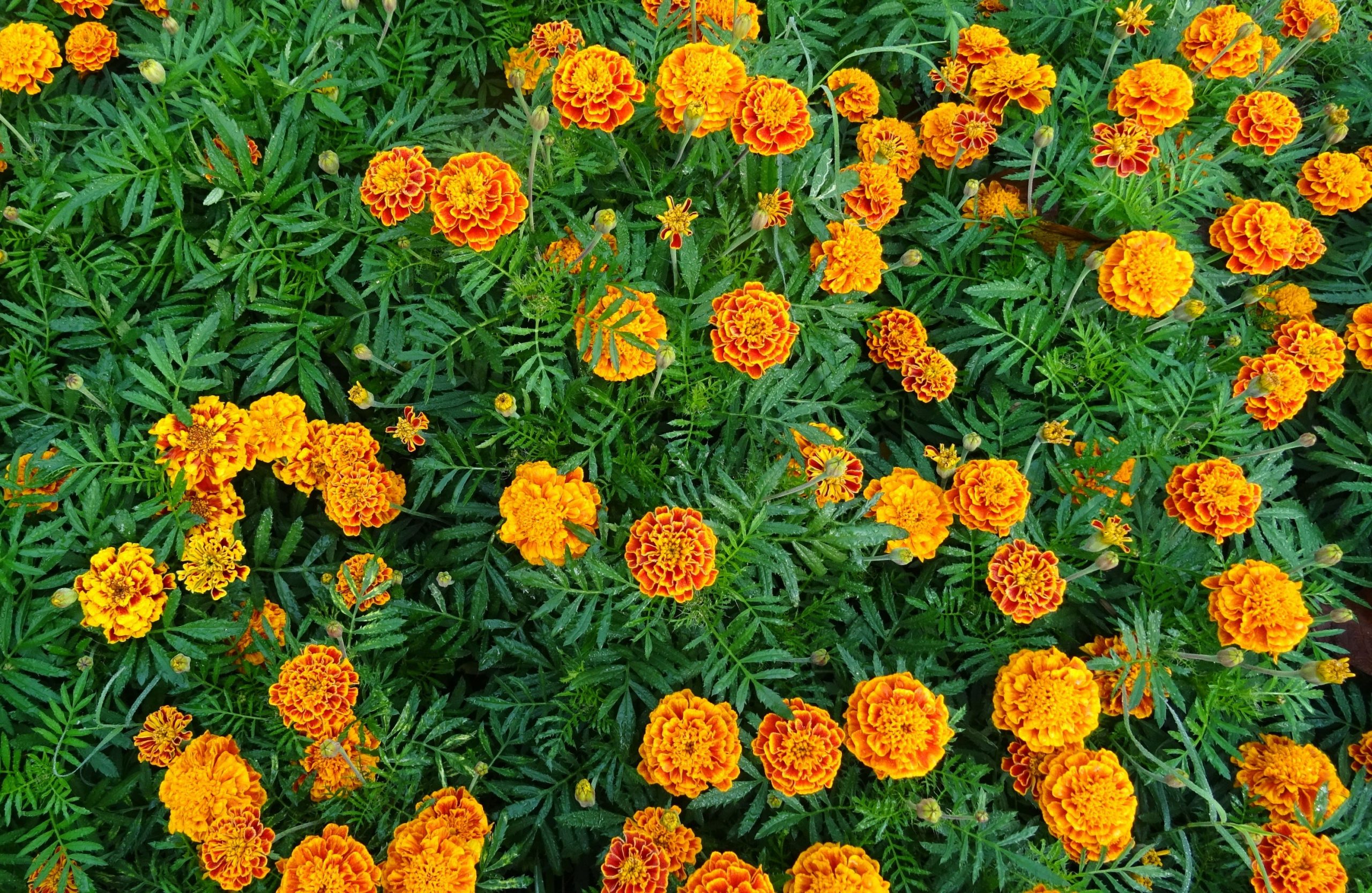 Wallpaper Orange Marigold Flowers In Bloom