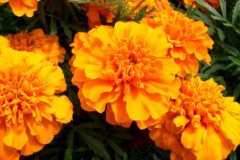 Wallpaper Orange Marigold Flowers, Velvet