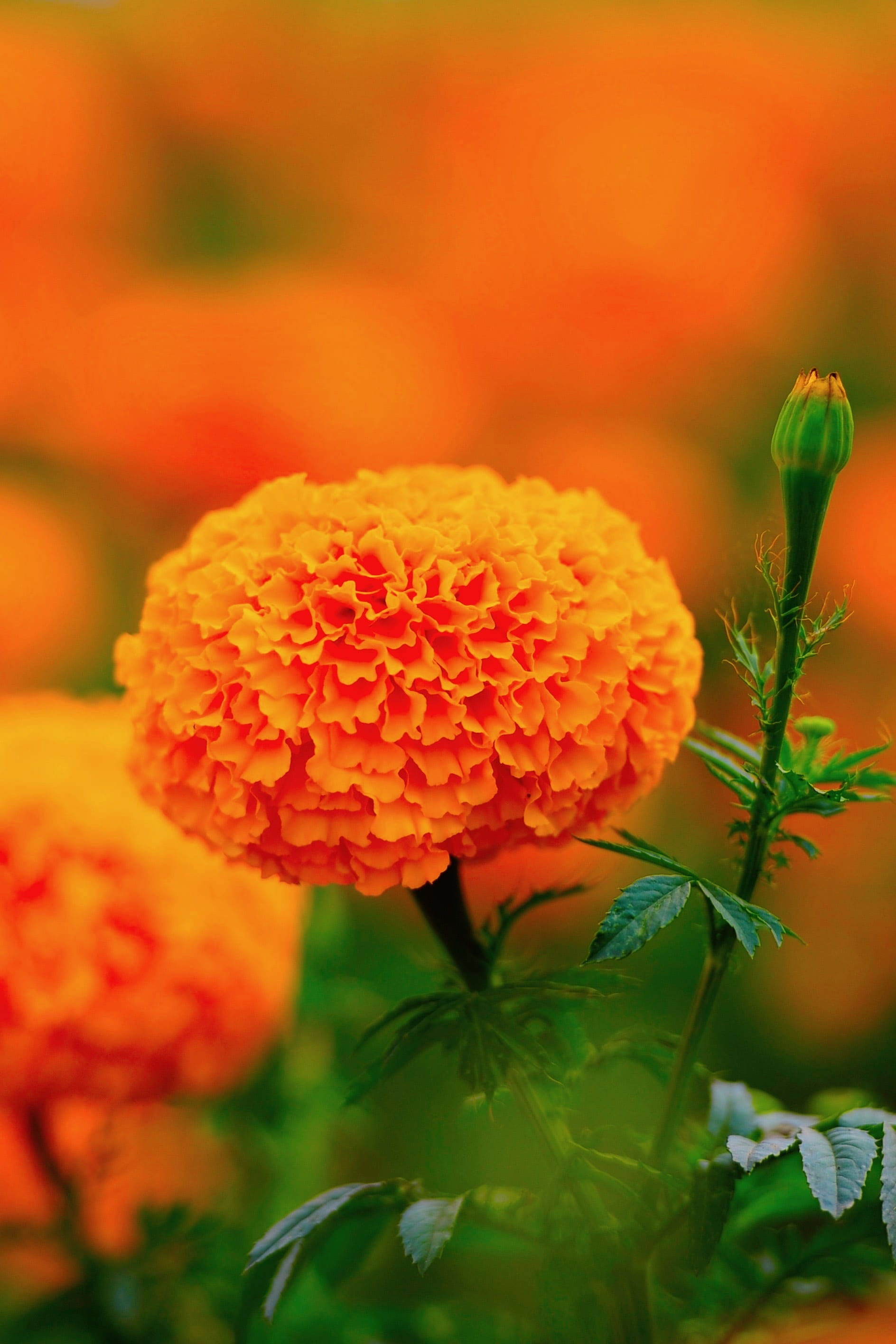 Wallpaper Orange Marigold, Wang Nam Kiew, Flower, Flower
