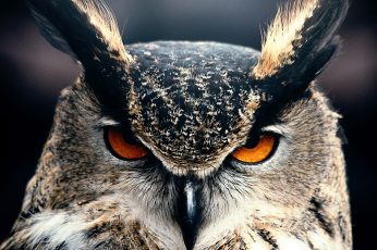 Wallpaper Owl, Bird, Face, Eyes, Great Horned Owl