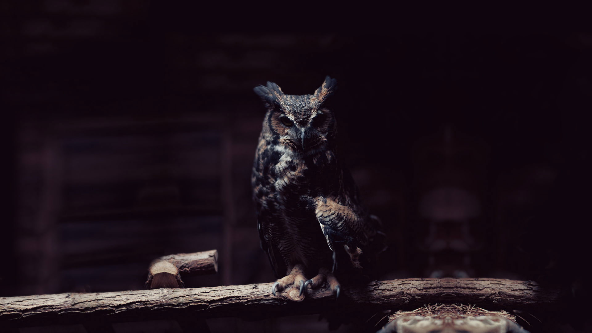 Wallpaper Owl, Birds, Animals, Dark